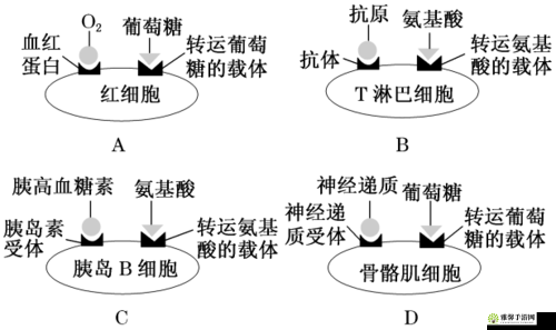 一面亲膜上边奶一个膜边：独特现象解析